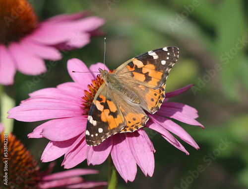 Distelfalter - Painted Lady