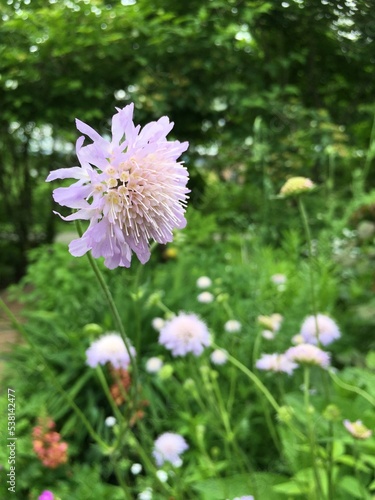 Gardening  Flower