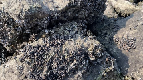 Common periwinkle snail Littorina littorea and barnacles on seaside rocks. photo