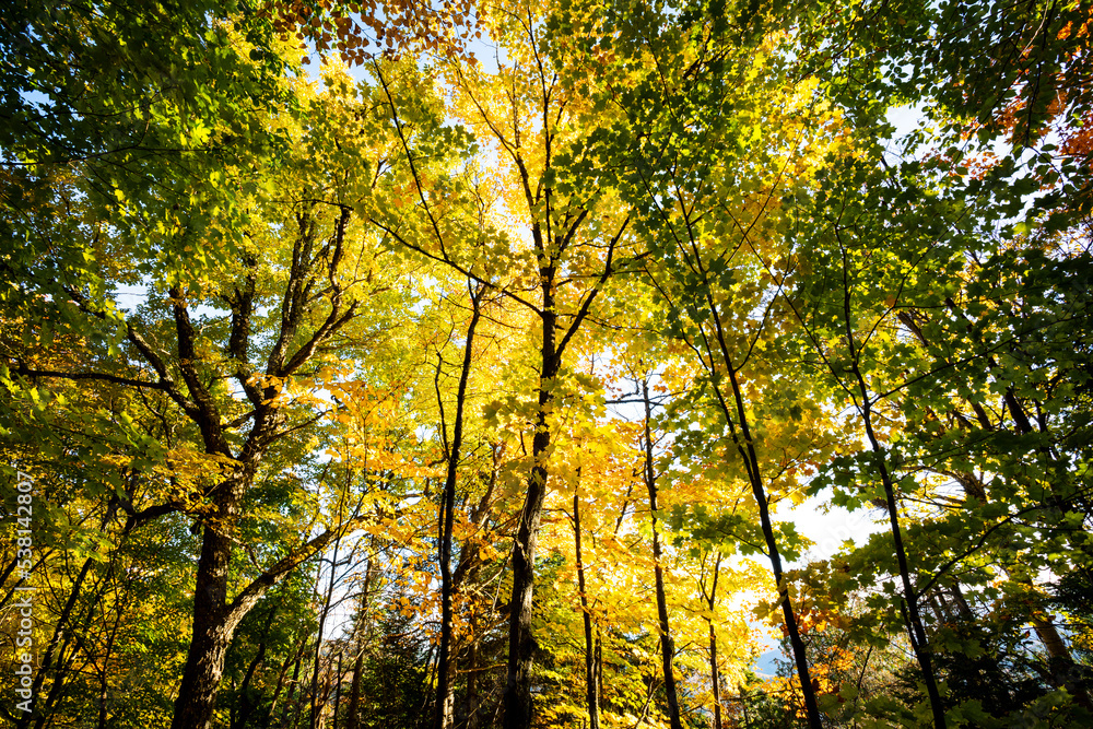 Beautiful forest with colorful autumn leaves in national park