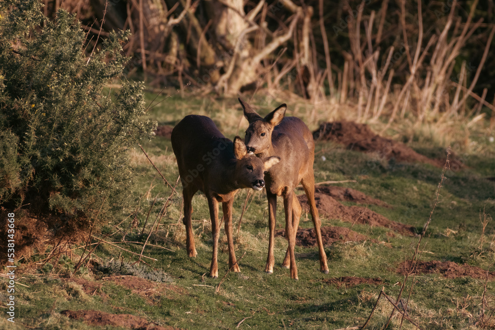 Mother Roe deer looking after her offspring Mother Roe deer looking after her offspring
