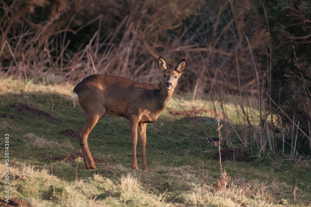 Lone Roe deer 