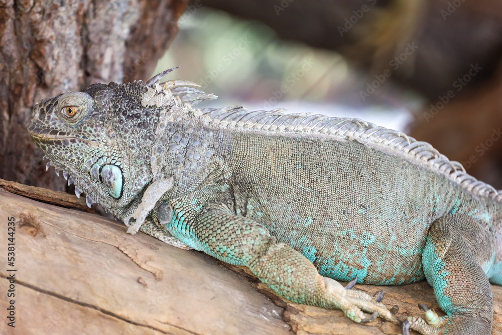 Fototapeta premium close up Iguana on dry wood