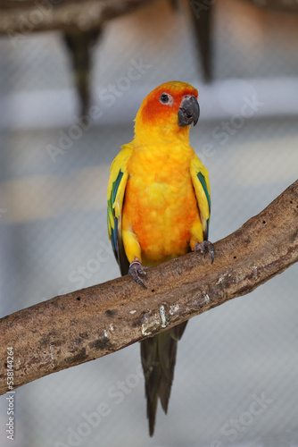 The mini parrot bird on stick tree © pumppump