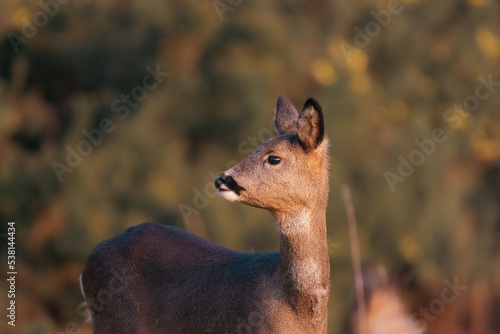 Beautiful Roe deer on a warm summer evening 