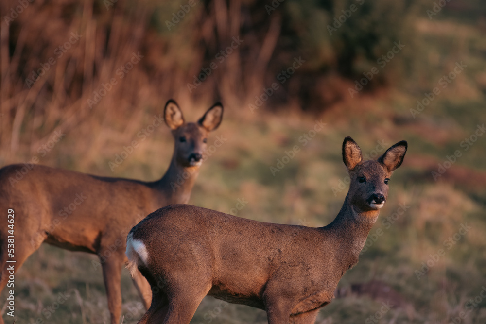 Mother Roe deer and her offspring on an evening walk Mother Roe deer and her offspring on an evening walk