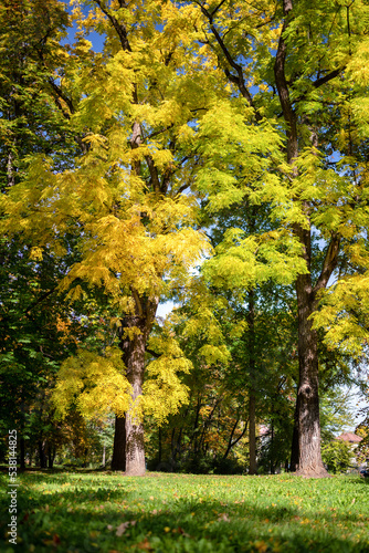 Fototapeta Naklejka Na Ścianę i Meble -  Sunny day and colorful trees in empty autumn park