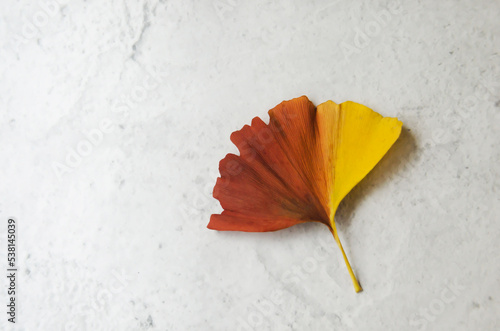 Ginko biloba leaf with autumn colors on marble surface. Autumn season, seasonal change, different and transition, color gradient.