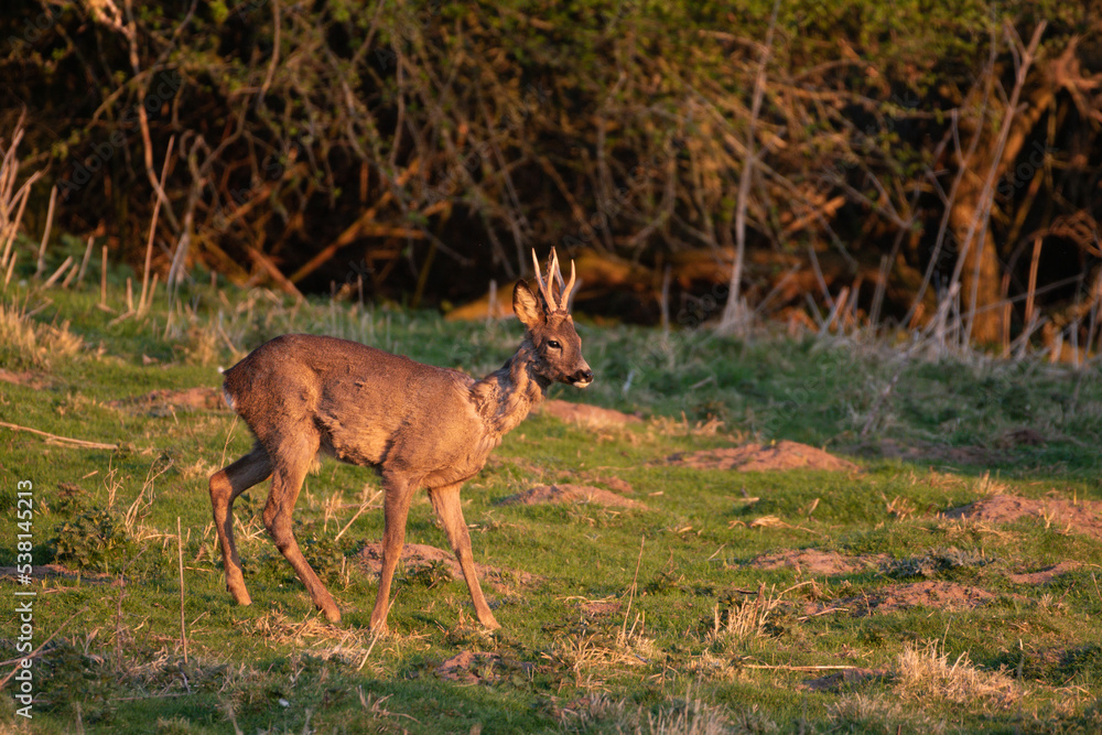 Roe deer with fresh, clean antlers Roe deer with fresh, clean antlers