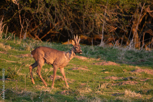 Roe deer with fresh, clean antlers 