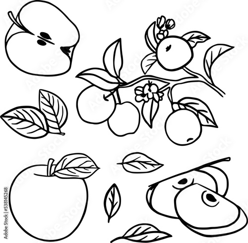 Apple set: apple, apple slice, leaves, branch. Fruits. Vector linear illustration