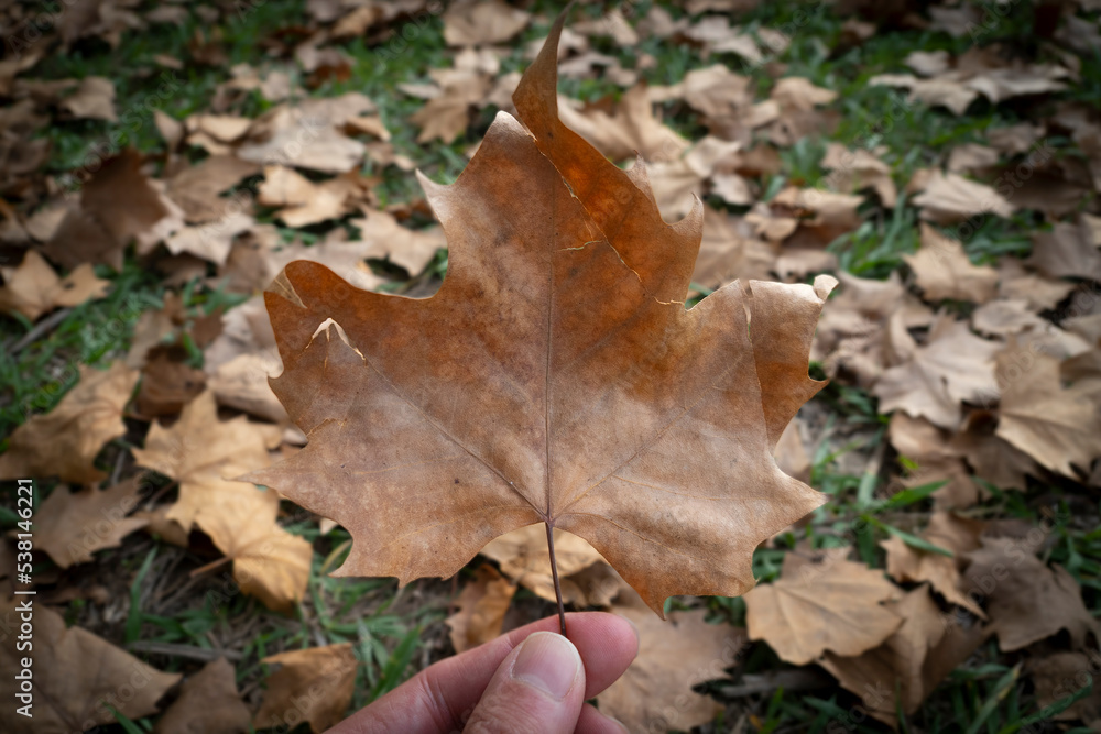 Otoño Otoño