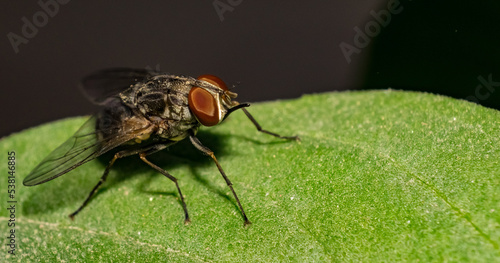 Macro image of a common house fly sitting on a leaf with blurred background and selective focus. Close up of a house fly on a leaf.