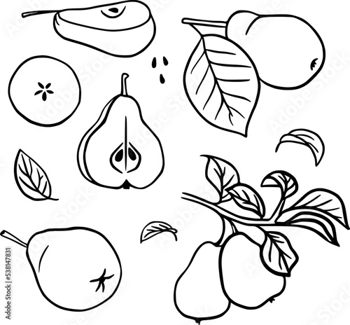 Peare set: pear, pear slice, leaves, branch. Fruits. Vector linear illustration