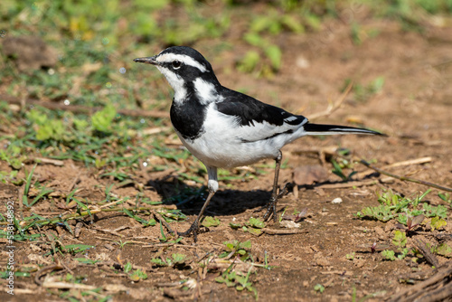 Bergeronnette du Cap,.Motacilla capensis, Cape Wagtail