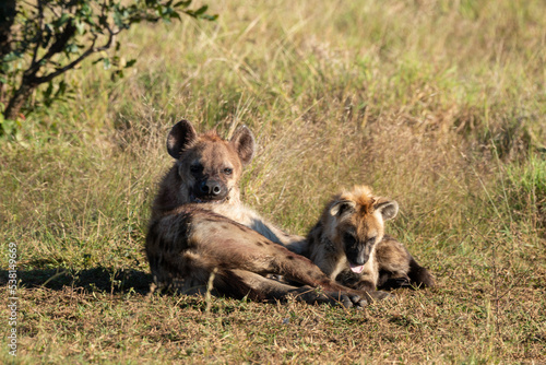 Hyène tachetée, jeune, adulte, Crocuta crocuta, Afrique du Sud © JAG IMAGES