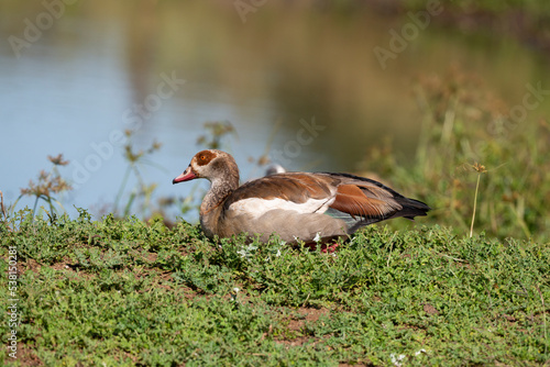 Ouette d   gypte  .Alopochen aegyptiaca  Egyptian Goose  Parc national Kruger  Afrique du Sud