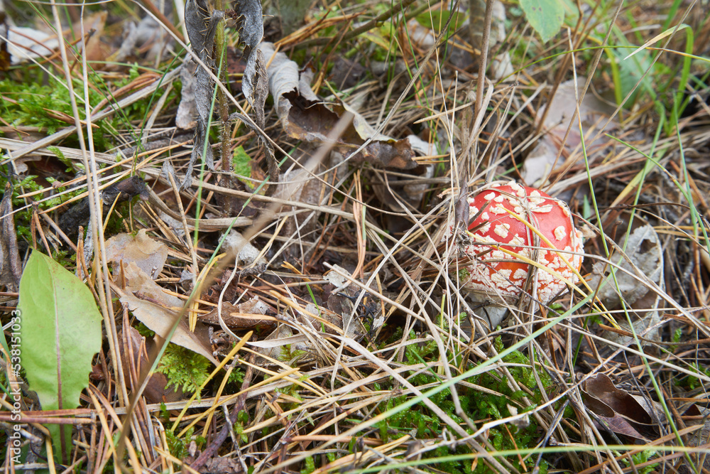 muchomor czerwony , Amanita muscaria , grzyb , las muchomor czerwony , Amanita muscaria , grzyb , las