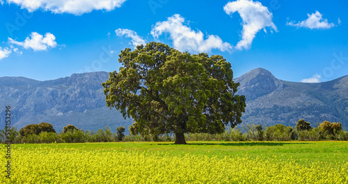 Large centenary holm oak in a meadow of yellow flowers with the mountains in the background one sunny spring morning in Andalucia (Spain) photo