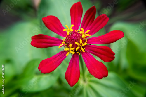 close up of red zinnia flower  good for material design or wallpaper background