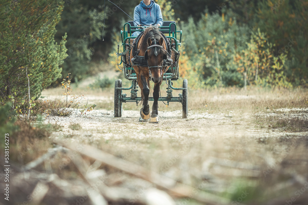 Equestrian horse driving: Portrait of a bay brown draft horse pulling a horse buggy in front of an autumnal landscape Equestrian horse driving: Portrait of a bay brown draft horse pulling a horse buggy in front of an autumnal landscape