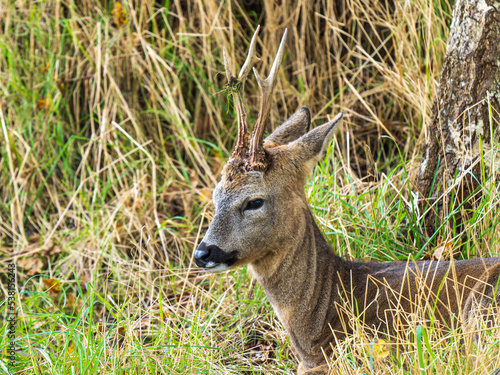 Close-up Roe Deer Head in Grass