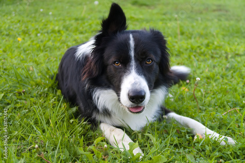 border collie puppy