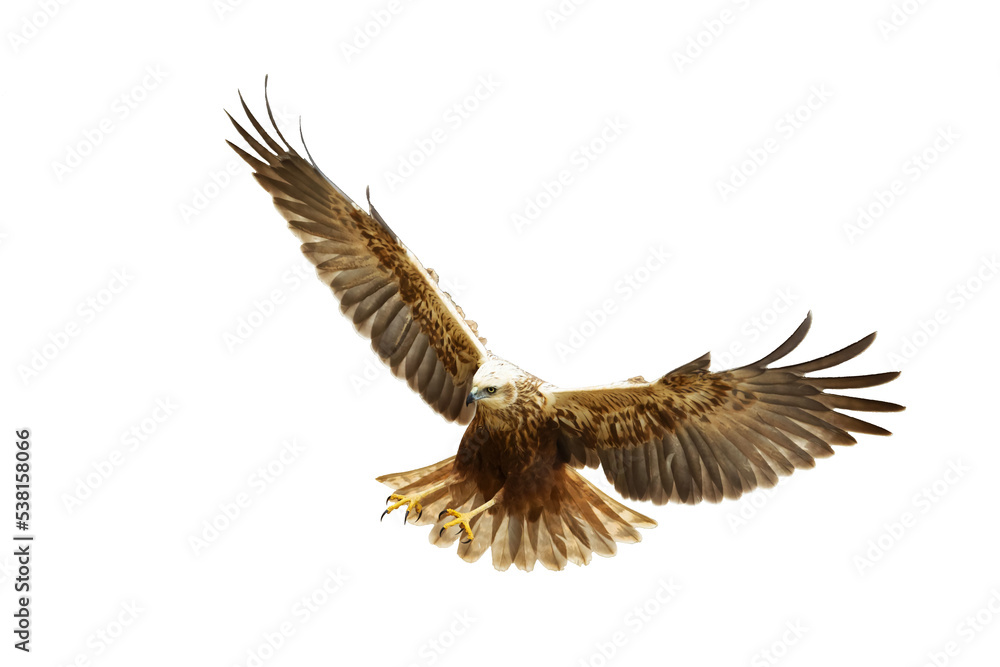 Fototapeta premium flying Bird of prey Marsh Harrier Circus aeruginosus isolated on white background 