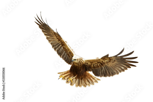 flying Bird of prey Marsh Harrier Circus aeruginosus isolated on white background 