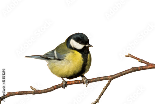 Bird isolated on white background Great Tit Parus major 