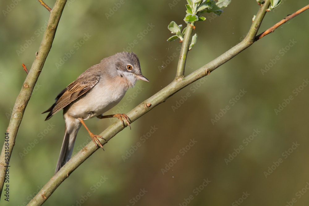Bird Whitethroat Sylvia communis male Poland, Europe Bird Whitethroat Sylvia communis male Poland, Europe