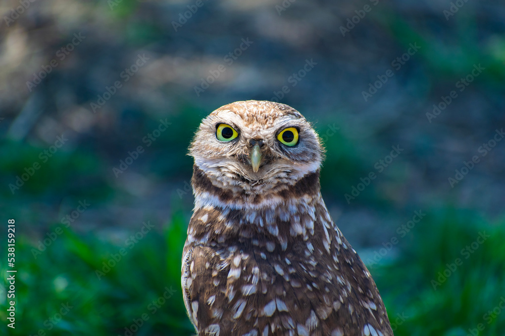 Burrowing owl's eyes