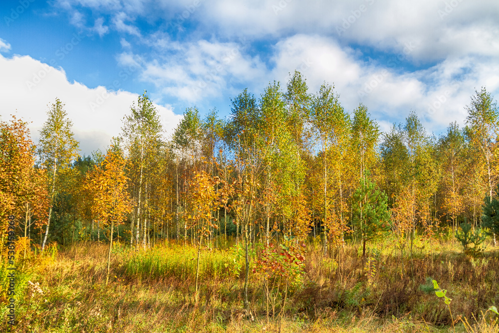 Landscape autumn field with colourful trees, autumn Poland, Europe and amazing blue sky with clouds, sunny day Landscape autumn field with colourful trees, autumn Poland, Europe and amazing blue sky with clouds, sunny day