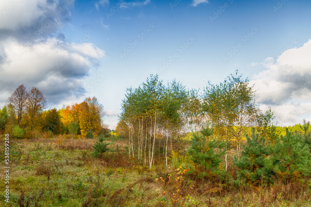 Landscape autumn field with colourful trees, autumn Poland, Europe and amazing blue sky with clouds, sunny day