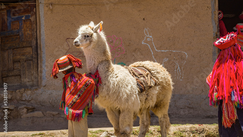 Kid and llama in Huilloc andean town cusco peru
