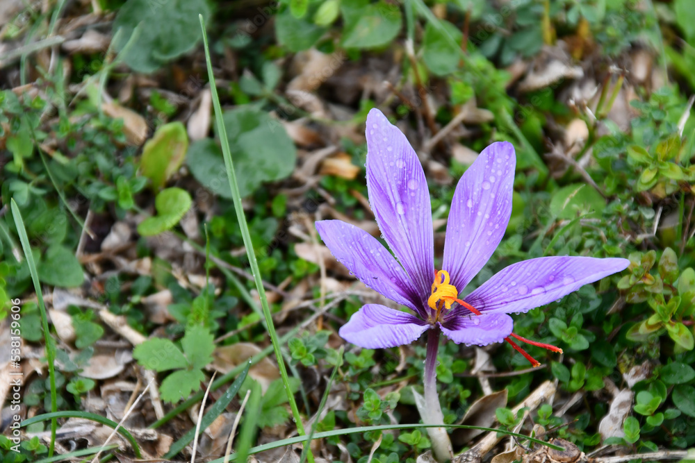 The crocus sprouted in autumn in the dried up meadow The crocus sprouted in autumn in the dried up meadow