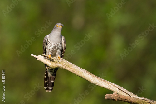 Cuckoo, Cuculus canorus, single bird - male on green background  © Marcin Perkowski