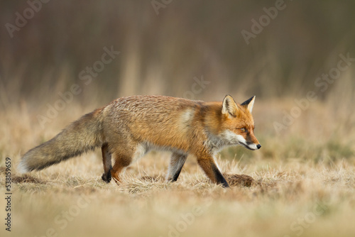 Fox Vulpes vulpes in autumn scenery, Poland Europe, animal walking among autumn meadow in amazing warm light 
