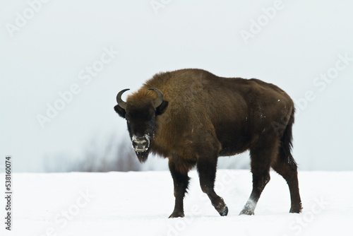 Mammals - wild nature European bison ( Bison bonasus ) Wisent herd standing on the winter snowy field North Eastern part of Poland, Europe Knyszynska Forest