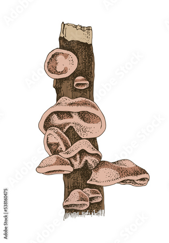 Wood ear mushroom growing on a tree trunk