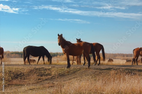 Horses of Kazakhstan near the border with Russia