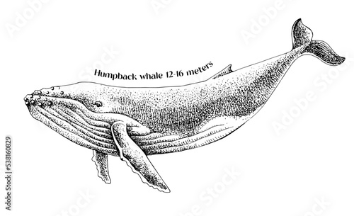 Vector hand drawn illustration of humpback whale. photo