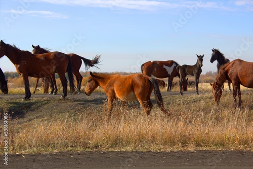 Horses of Kazakhstan near the border with Russia