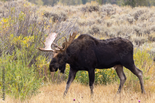 Bull Moose in Wyoming in Autumn