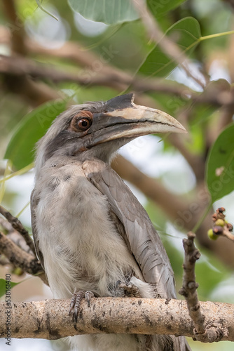 A Grey Hornbill resting on tree and looking into Camera