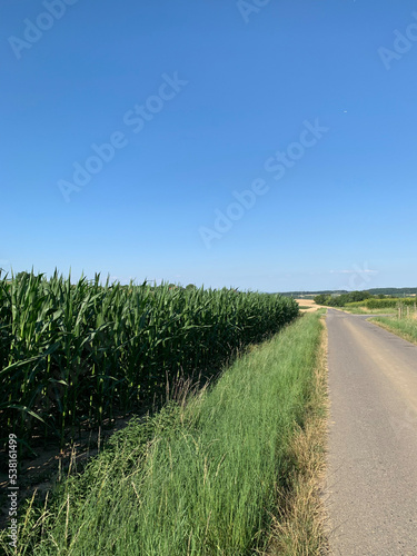 The road goes into the distance near a green corn field. Vertical photo