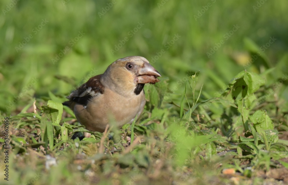 Fototapeta premium Frosone