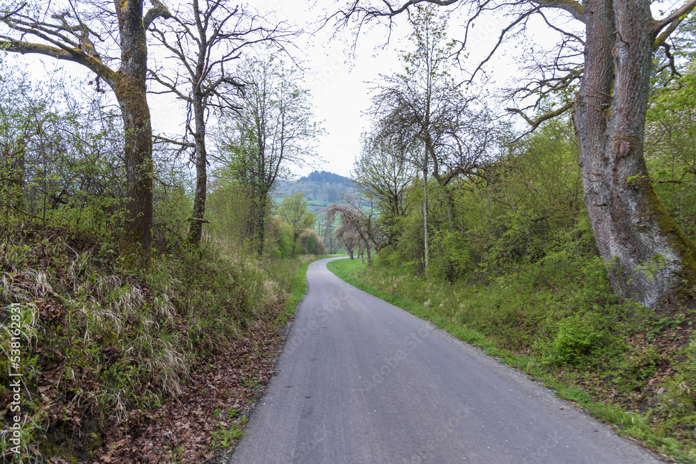 Obraz premium Treelined road through the German countryside