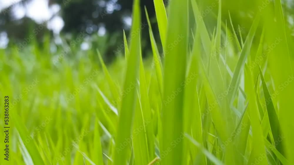 green grass background panning transition green grass background panning transition