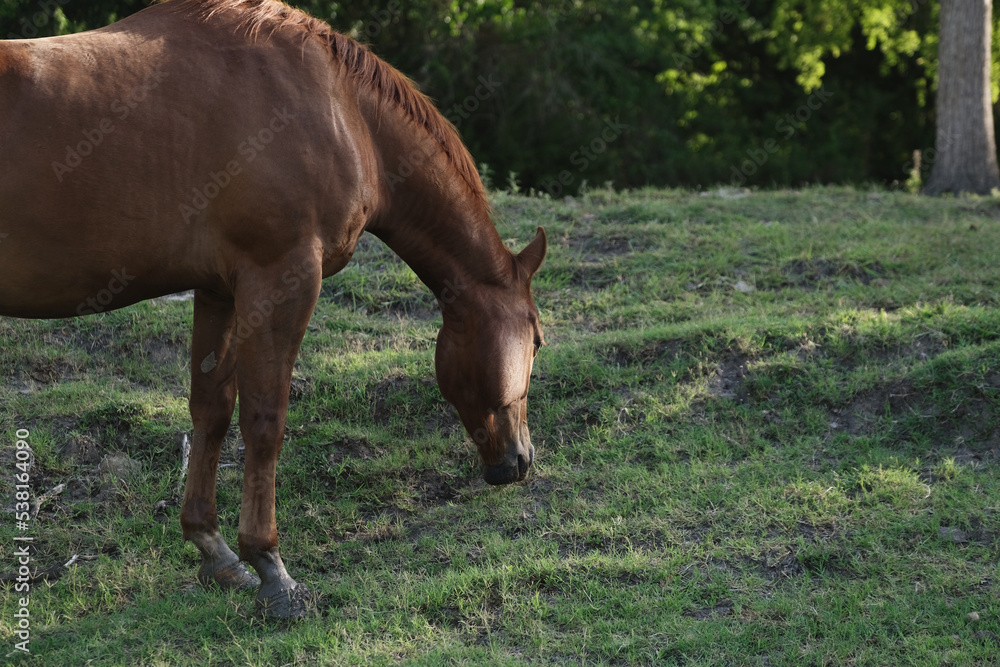 Sorrel gelding horse grazing green grass hill on farm during summer in Texas closeup. Sorrel gelding horse grazing green grass hill on farm during summer in Texas closeup.